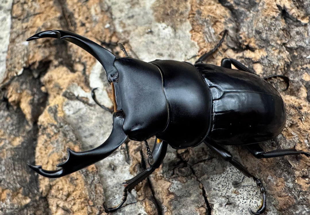 【WD】《セメノウコクワ 会東産 47.5mm ペア》