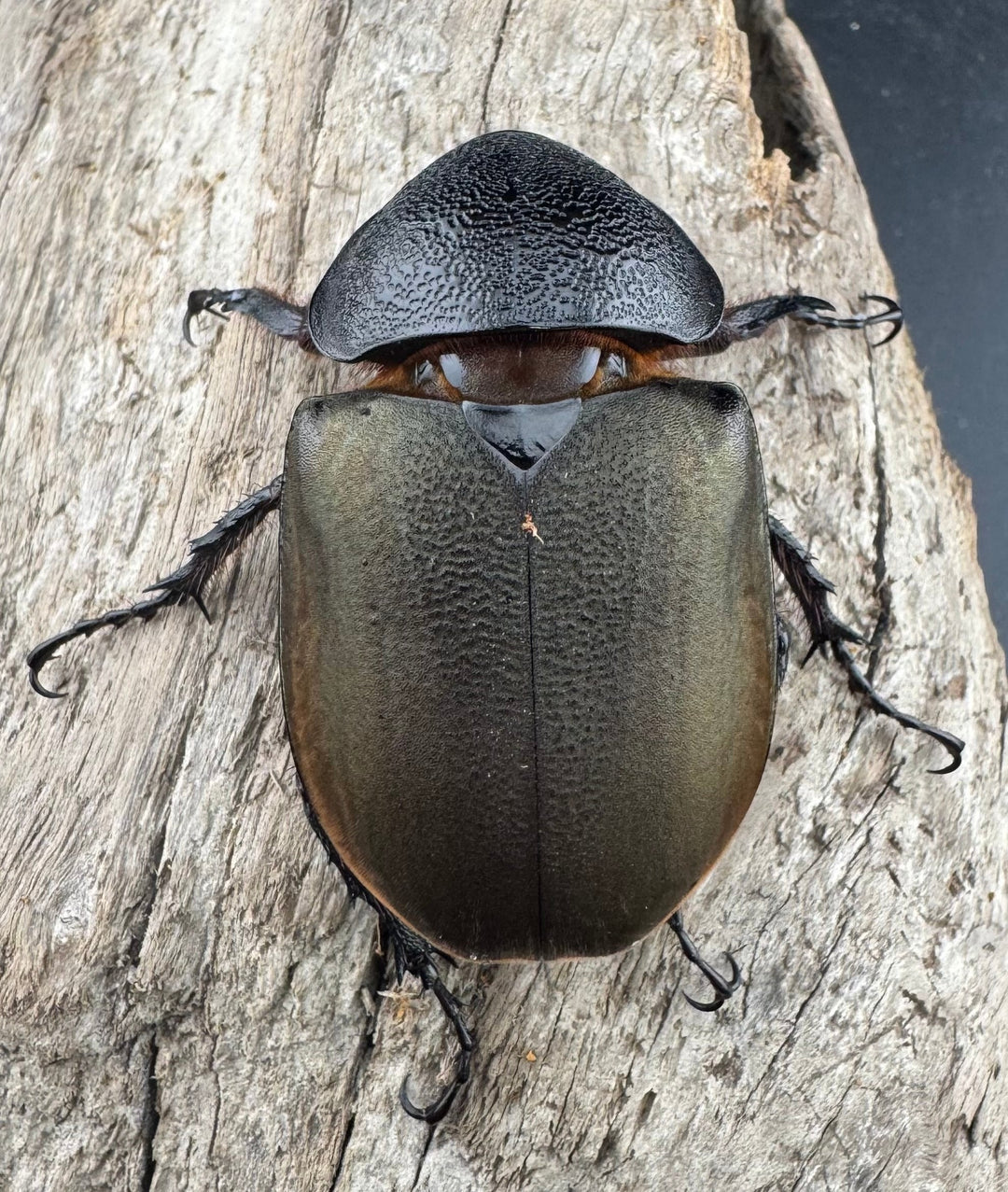 【WD】《ジャワコーカサスオオカブト 102mm ペア》