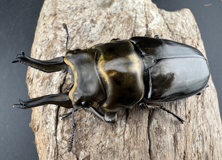 【F0】《ローゼンベルグオウゴンオニクワガタ 71mm ペア》