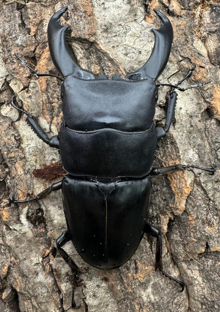 【WD】大型《北カマリネスヒラタ 92mm ペア》