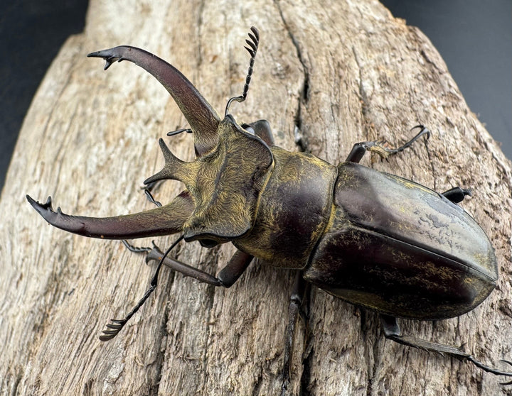 【WD】《ビクトリウスミヤマクワガタ 54mm B品ペア》