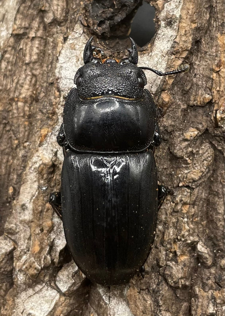 【WD】《パラワンオオヒラタ ♀単》