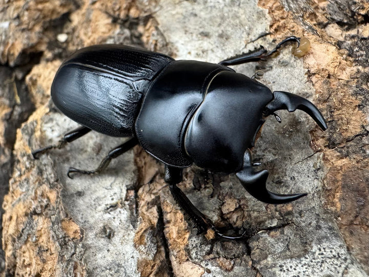 【WD】《ヒルティコルニス ssp. 31mm ペア》