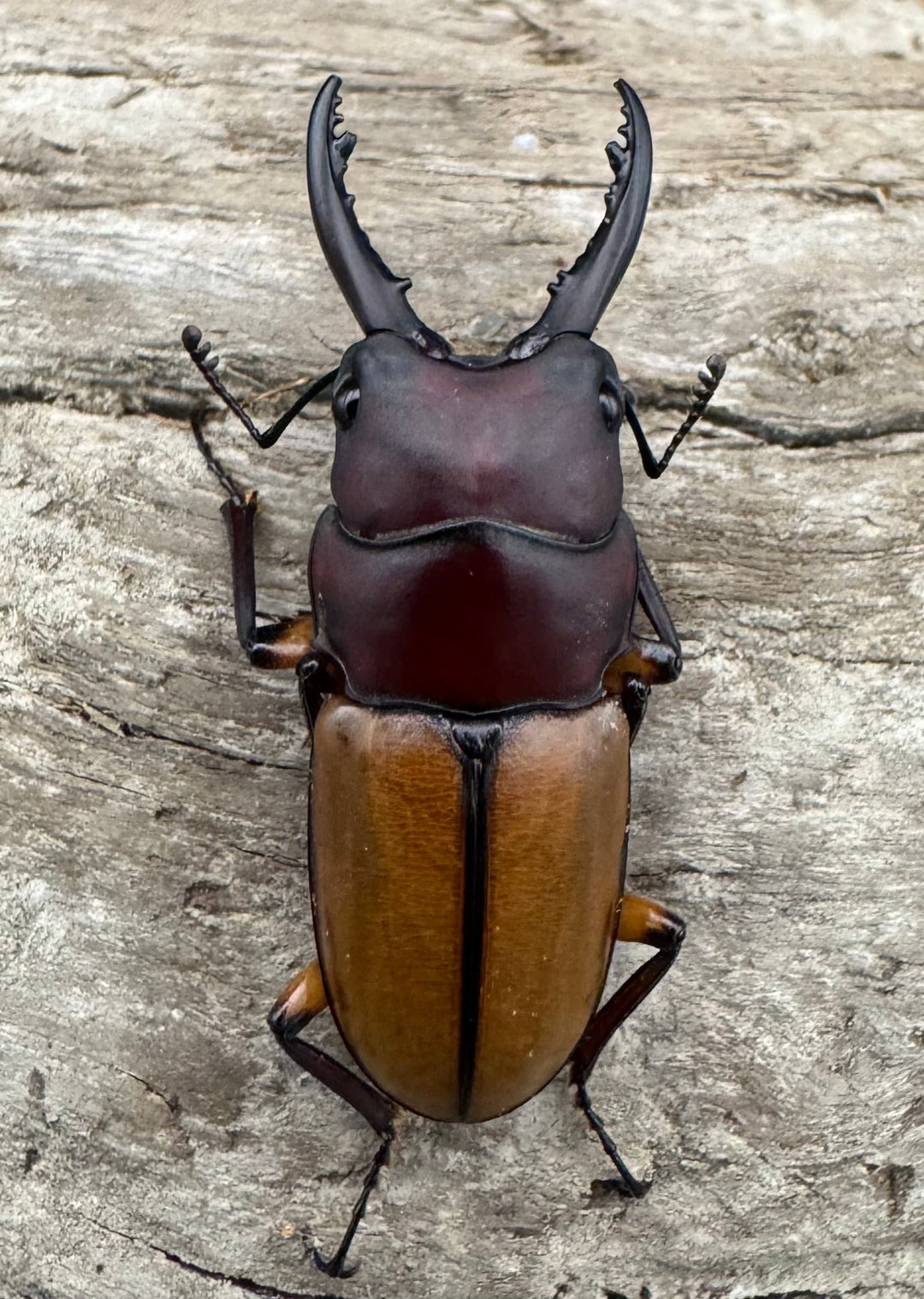 【WD】《ブルイジンノコギリ ペレン島産 35.5mm ペア》