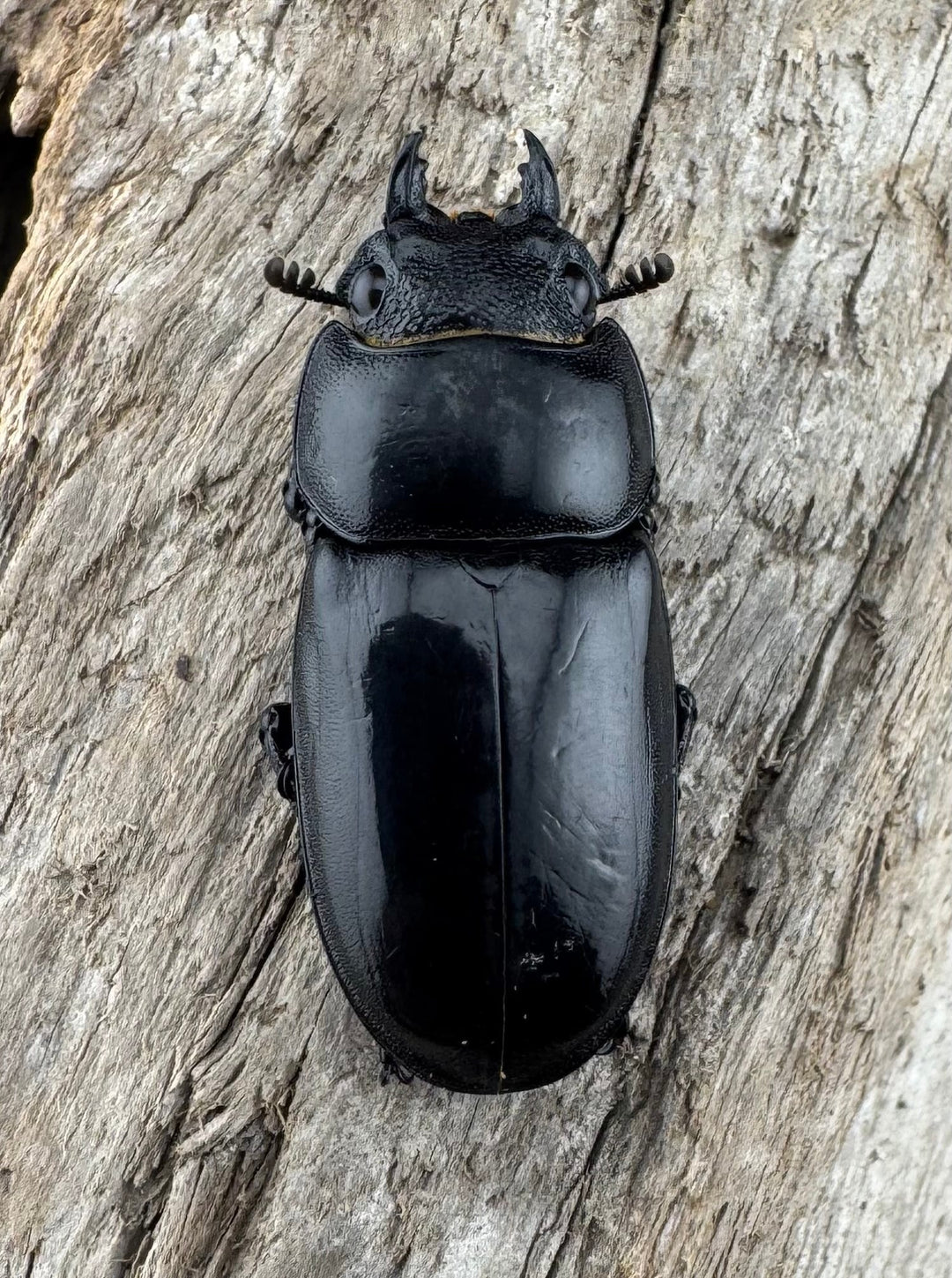 【WD】極太短歯《ルマウィノコギリ  61mm ペア》