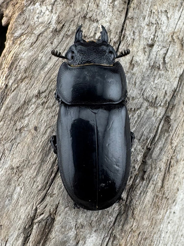 【WD】極太短歯《ルマウィノコギリ  61mm ペア》