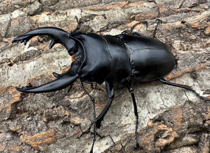 【WD】大型《ミンダナオアルケスツヤクワガタ 91mm ペア》