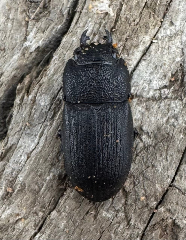 【WD】《フィリピンネブト原名亜種 Free ペア》