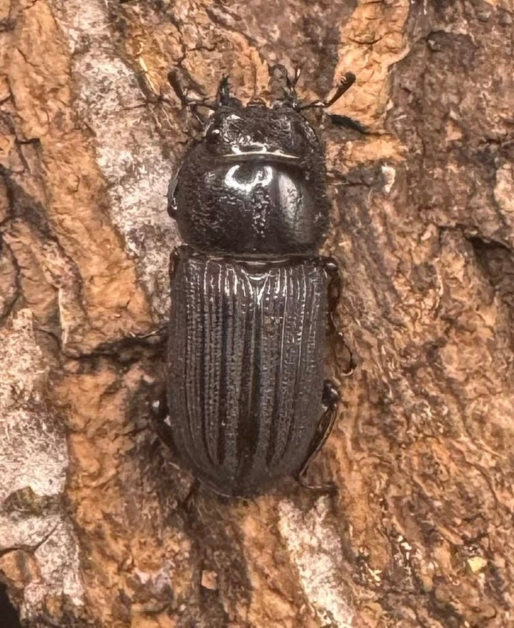 【WF1】《ドルクスミント Free ペア》