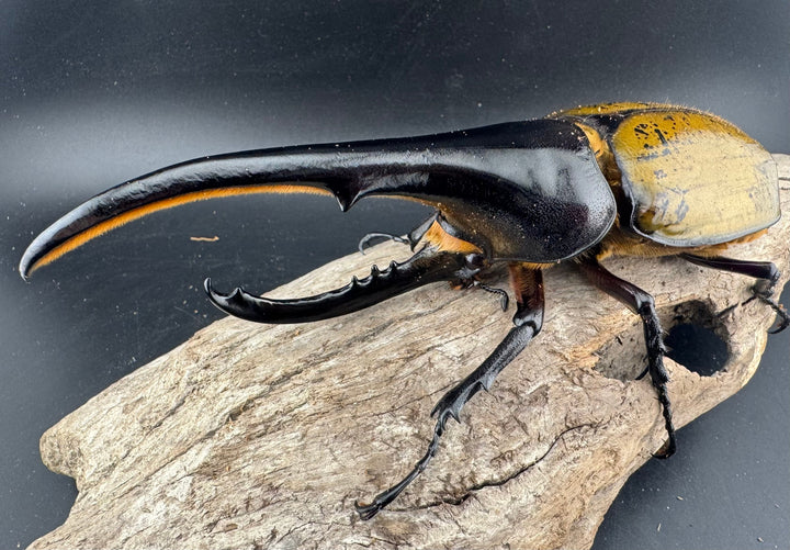 《ヘラクレス・ヘラクレス 152mm ペア》