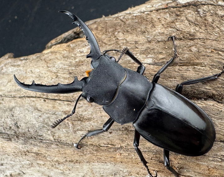 【WD】《アドゥンクスフタマタ ミャンマー北部亜種 52mm ♂♀♀トリオ》