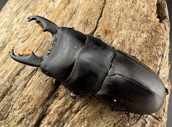 【WD】《タウルスヒラタ ボアク島産 55.5mm ペア》