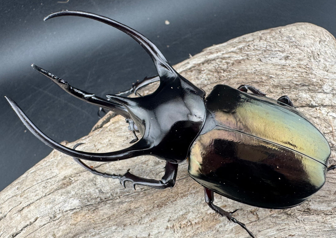 【WD】《ジャワコーカサスオオカブト 97.5mm ペア》