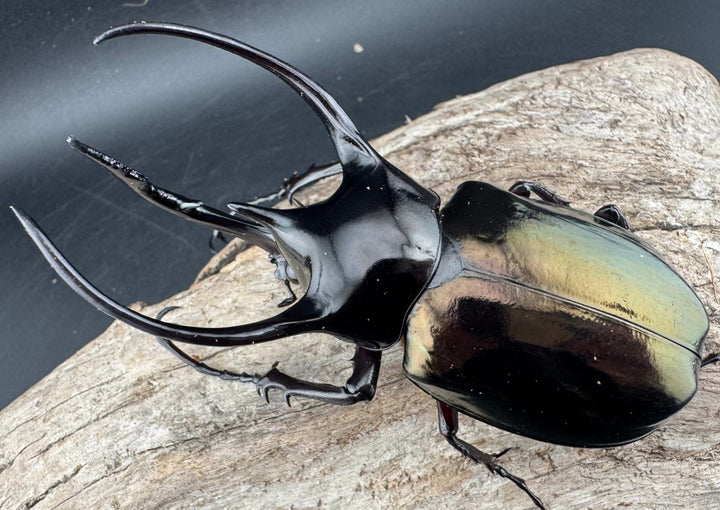 【WD】《ジャワコーカサスオオカブト 97.5mm ペア》