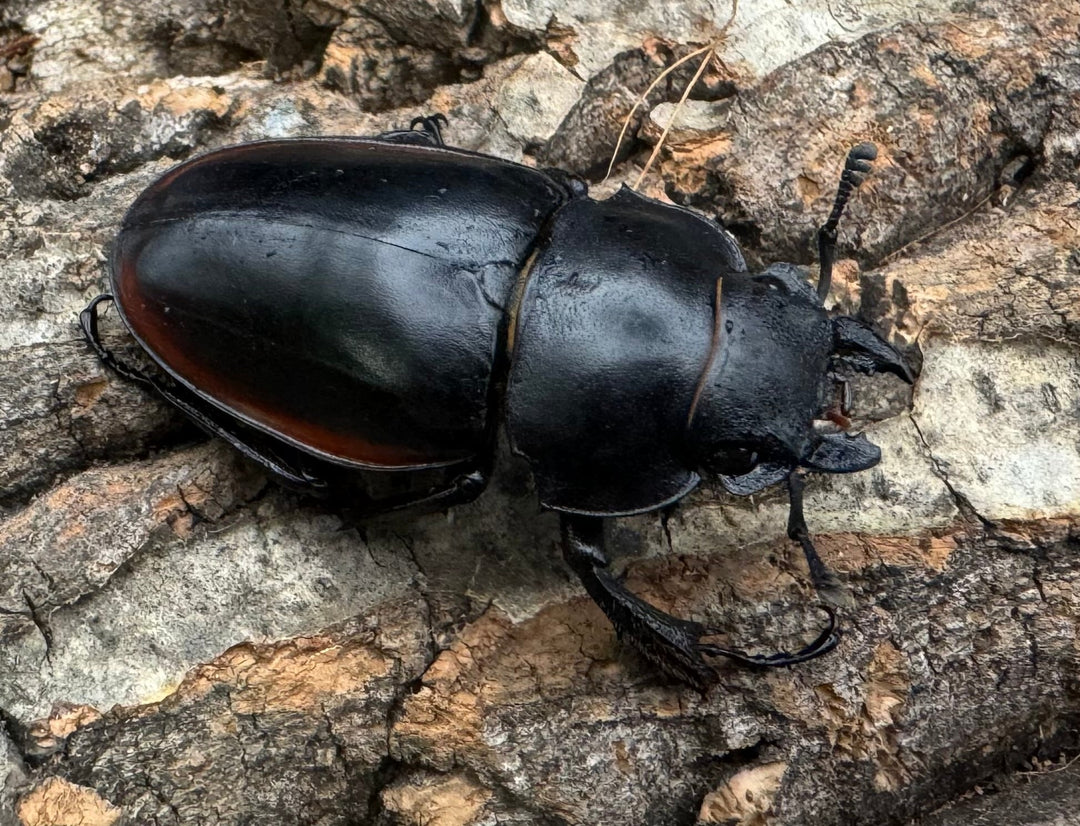 【WD】《クベラツヤクワガタ亜種sinensis ♀単A’品》