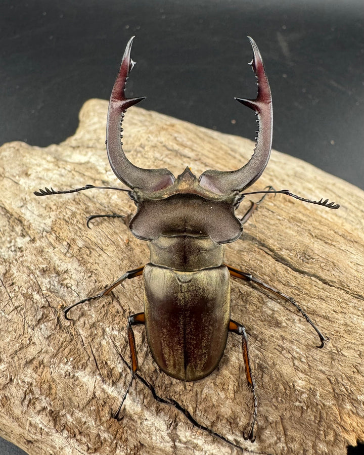 【WD】大型《クラーツミヤマ原名亜種 65mm ペア》①