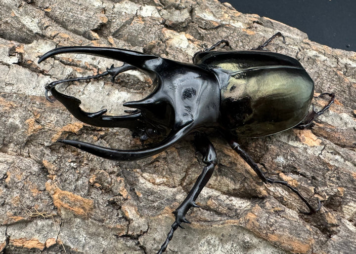 【WD】《ジャワコーカサスオオカブト 100.5mm ペア》