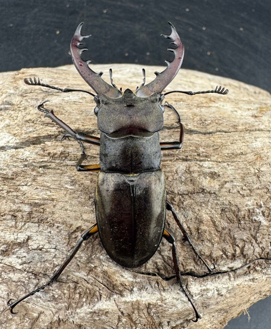 【WD】《ミヤマクワガタ 山形県産 50mmUP ペア》