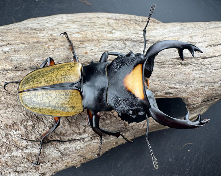 【WD】《ラコダールツヤクワガタ 79mm ペア》