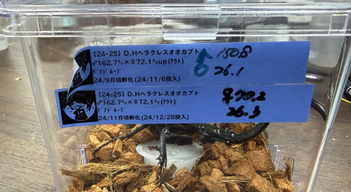 《ヘラクレス・ヘラクレス 150.5mm ペア》クワカブの部屋三森氏ブリード個体