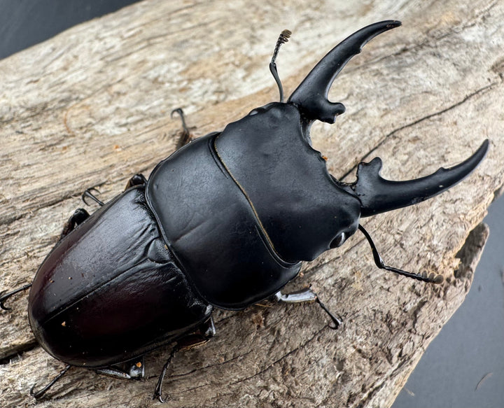 【WD】《ヒペリオンヒラタ原名亜種 雲南省産 57mm ペア》