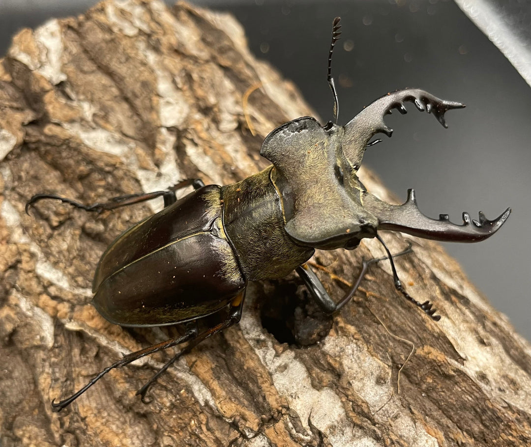 【WD】大型《ミヤマクワガタ 72.9mm ペア》