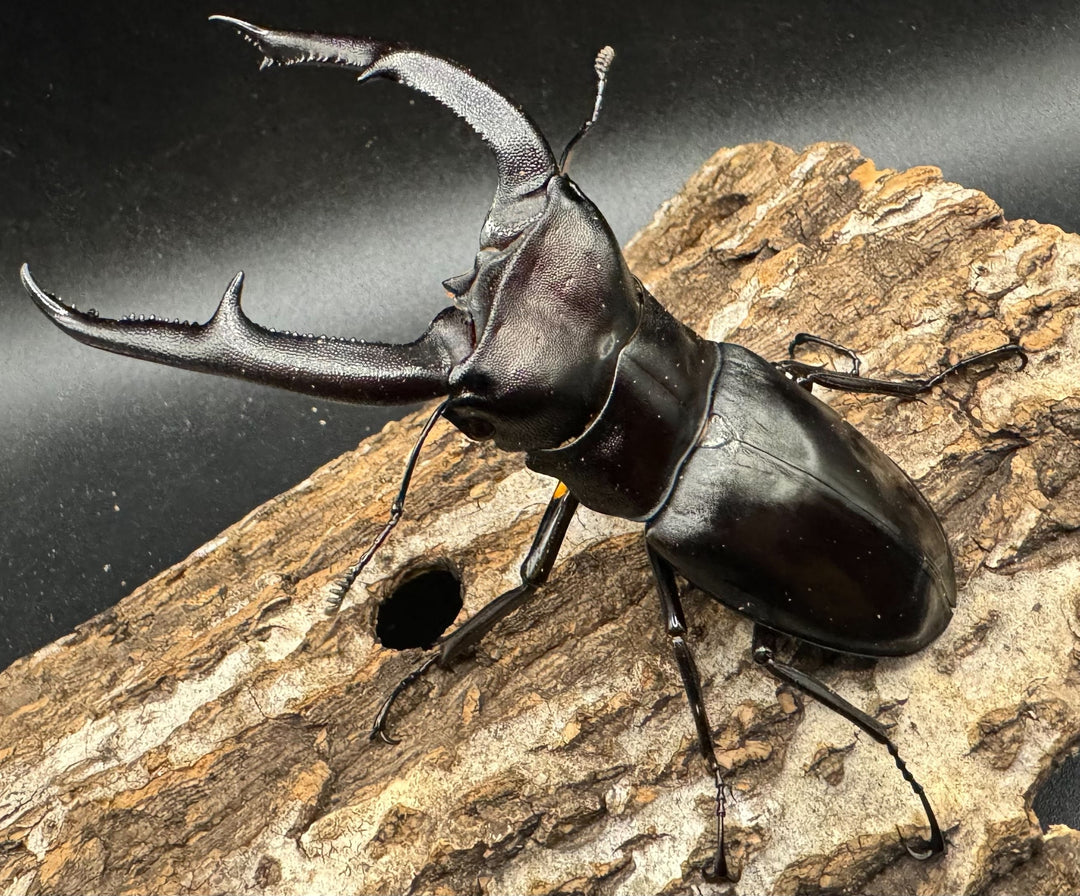 【WD】《マンディブラリスフタマタ 98mm ペア》