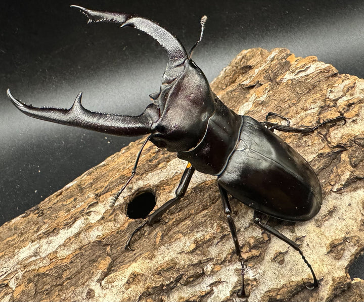 【WD】《マンディブラリスフタマタ 98mm ペア》