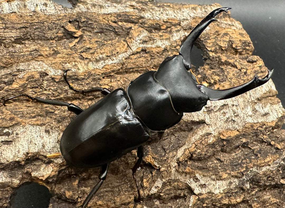 【WD】《ブラナウンコクワ 碧羅雪山産 61mm ペア》