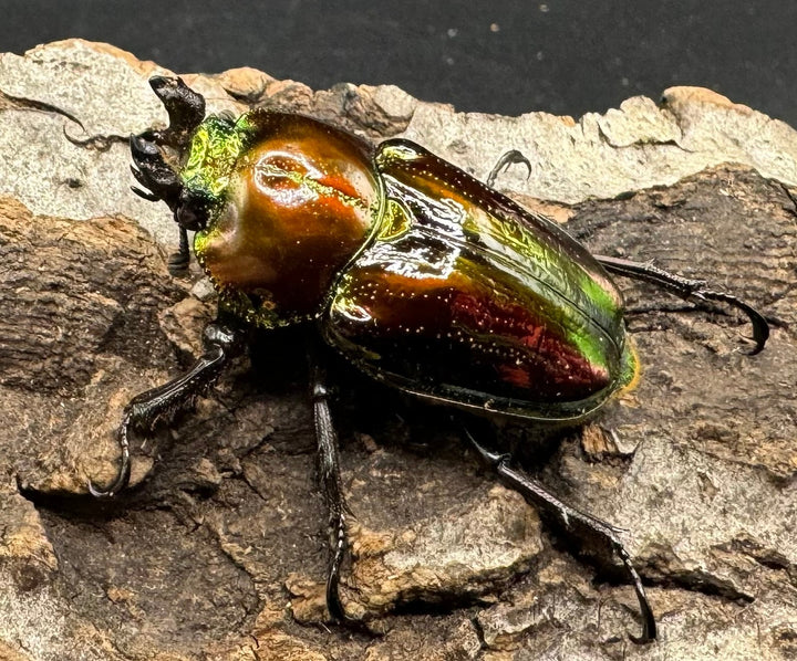 《ニジイロクワガタ 58mm ペア》