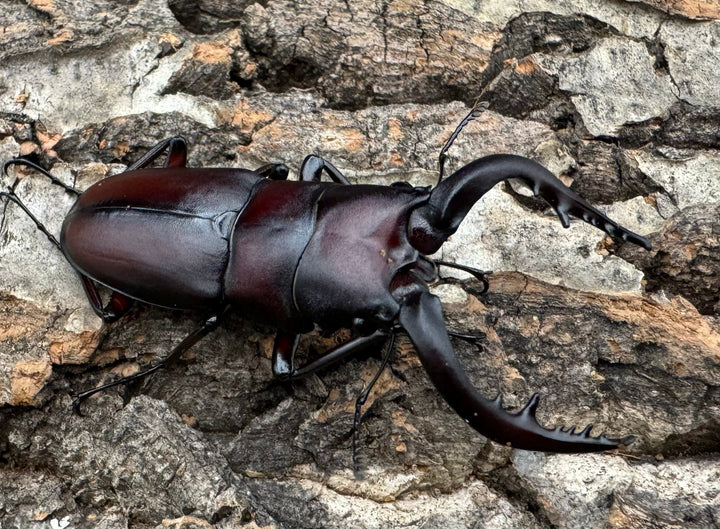 特別特価!!【WD】《ノコギリクワガタ 山梨県産 ペア》