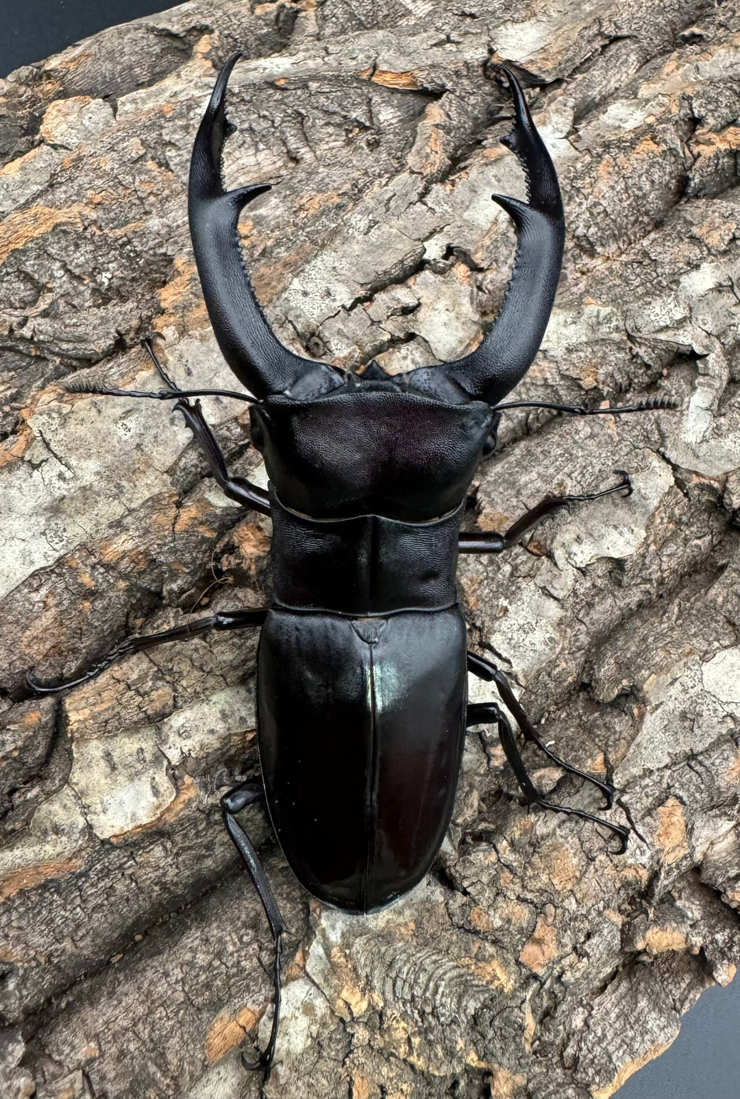 【WD】《マンディブラリスフタマタ 105.5mm ペア》