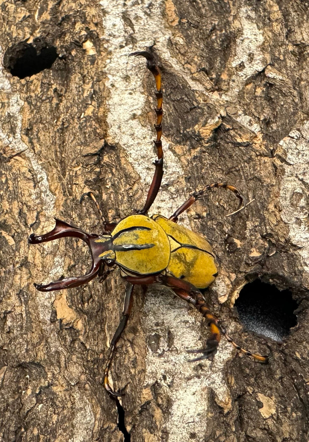 【WD】ワリックツノハナムグリ亜種bowringi ペア