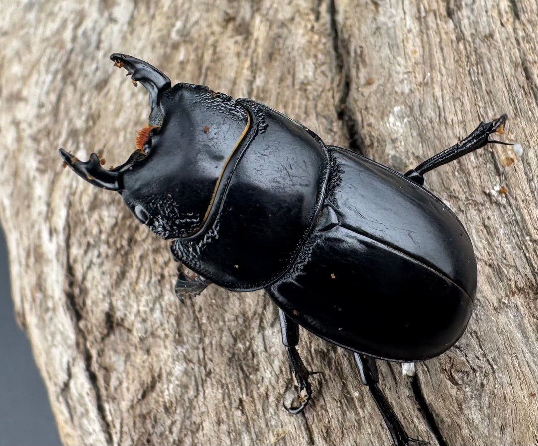 【WD】新産地《ティアンムニセヒタラ 龍王山 30.5mm ペア》