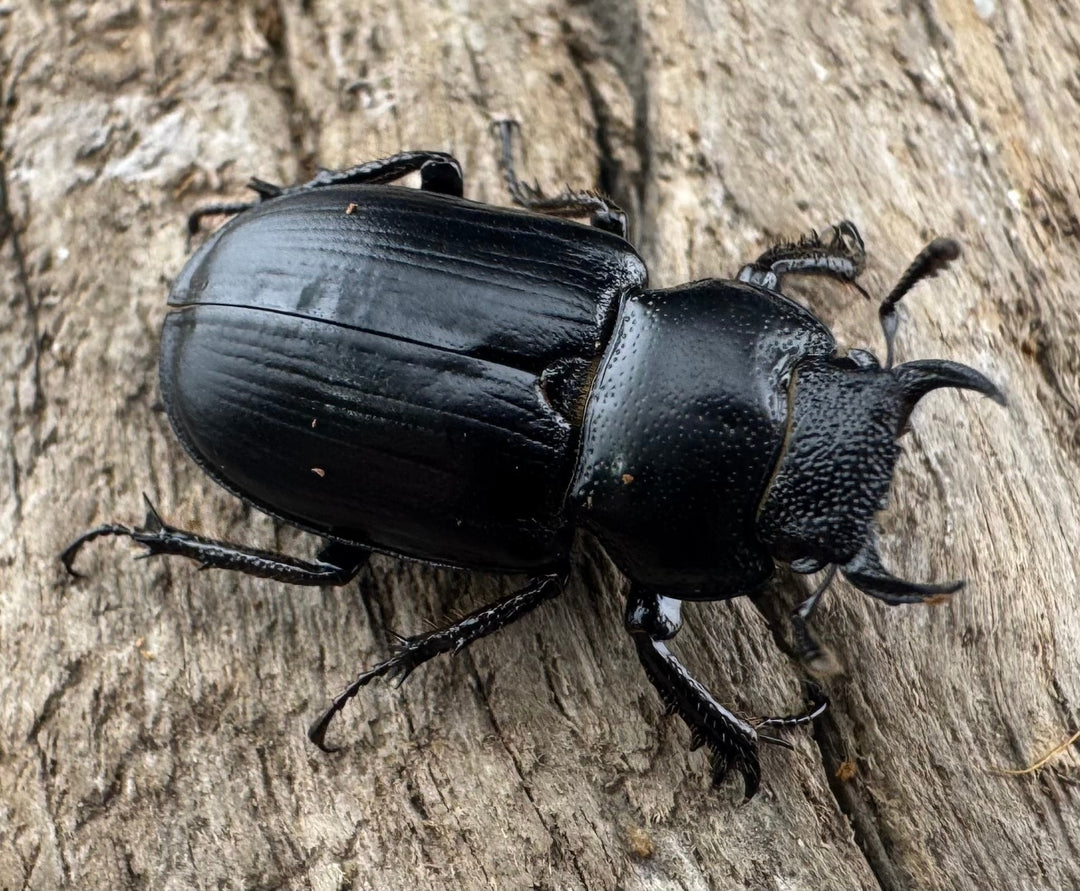 【WD】《デンティクルスゲンシミヤマ 19.5mm ♀単》