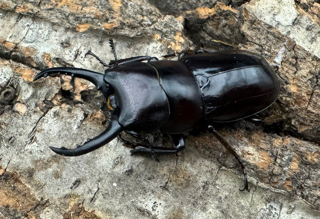 《スンバワノコギリクワガタ 40mm ペア》わたくわ氏ブリード個体