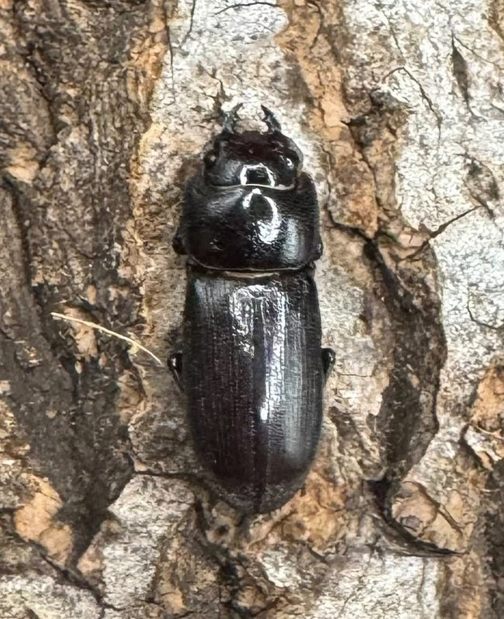 【WD】《パッサロイデスノコギリ Free ペア》