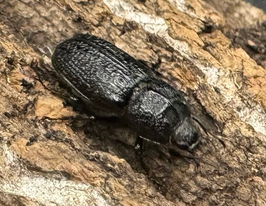 【WD】《ウンナンイッカククワガタ ペア》