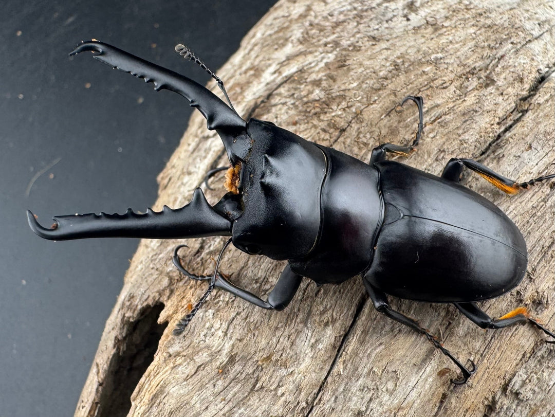 【WD】大型《ゲルツルードノコギリ 62mm ペア》