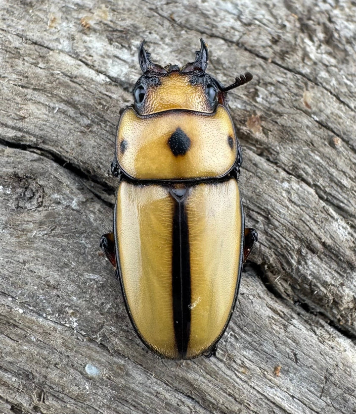 【WD】《オキピタリスノコギリ原名亜種 ラゴノイ産 45mmペア》