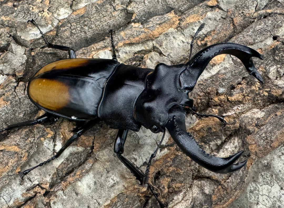 【WD】《セアカフタマタ 82mm ペア》