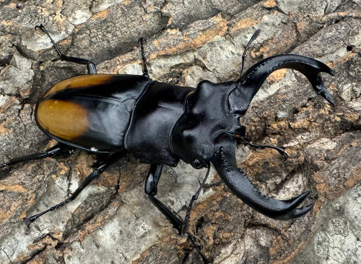 【WD】《セアカフタマタ 82mm ペア》