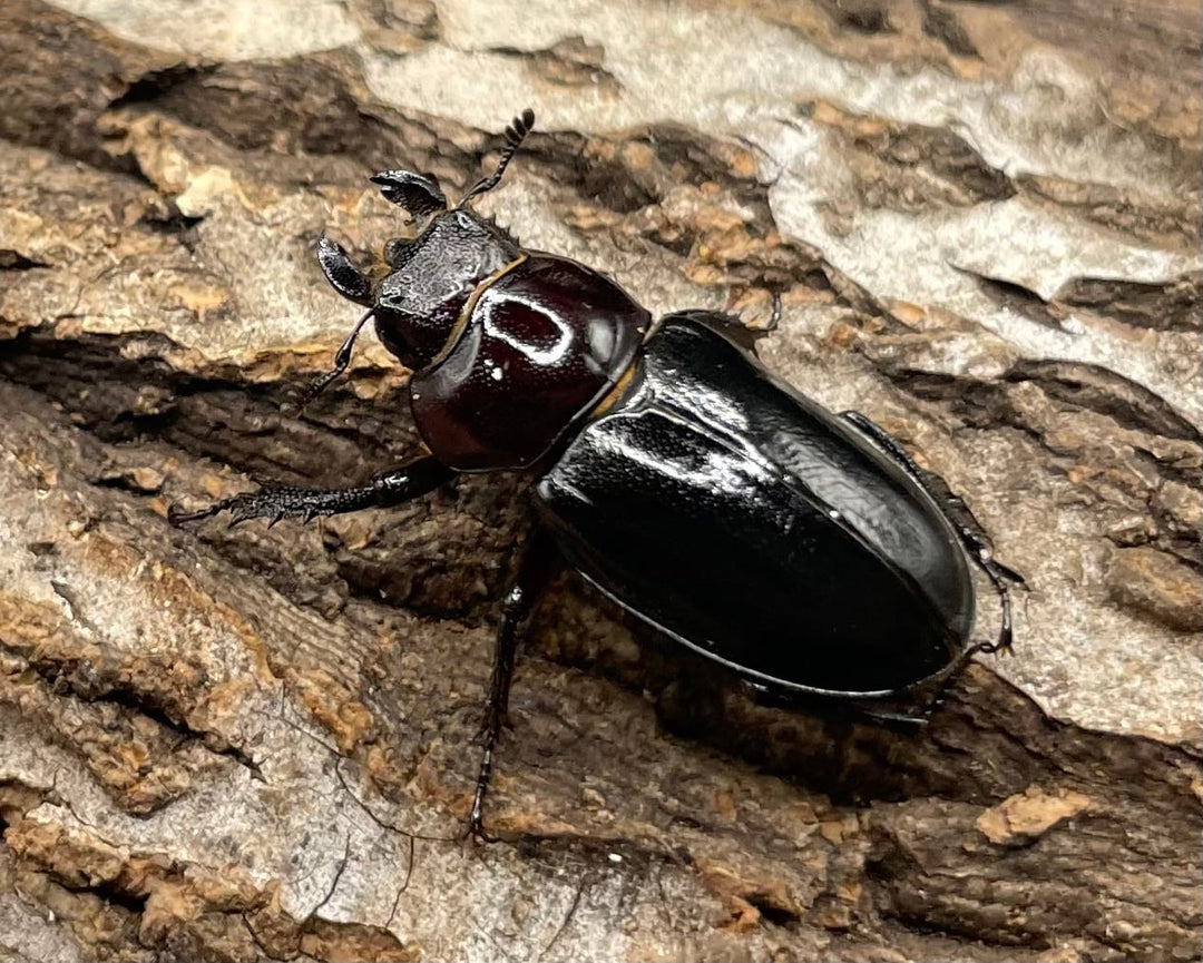 《ミクラミヤマ 神津島産 Free ペア》
