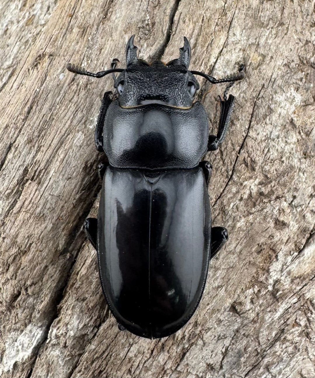 【WD】《マンディブラリスフタマタ 89.5mm ペア》