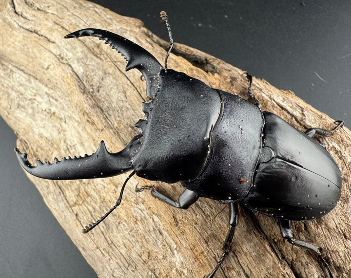 【WD】《パラワンオオヒラタ ガントン産 91mm ペア》