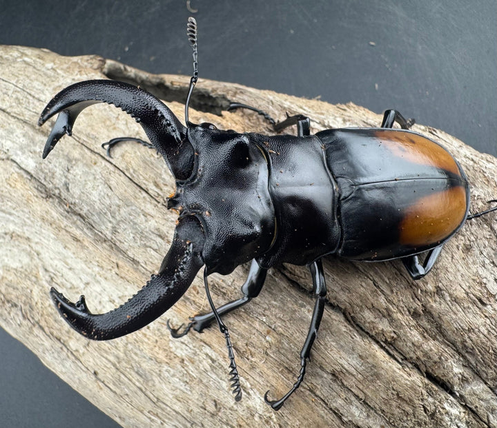 【WD】《セアカフタマタ（パリーフタマタ） 83mm A´品ペア