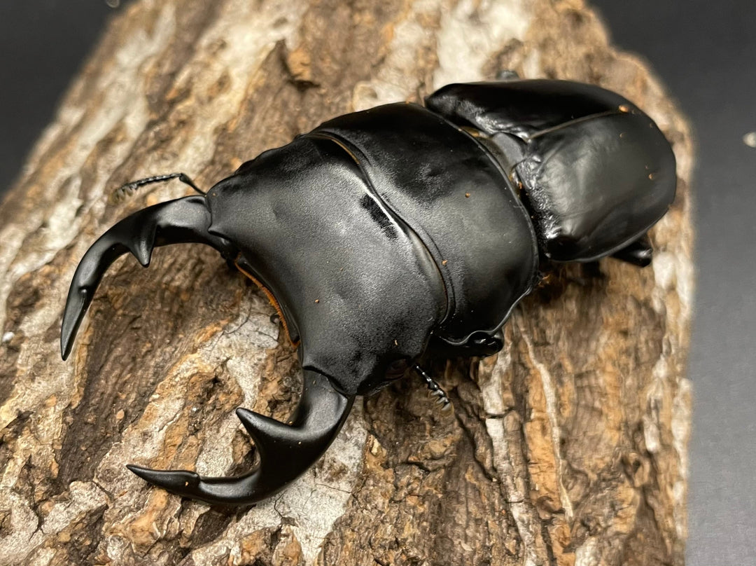 《インドグランディス亜種moriyai Garda95.0血統 83mm ペア》