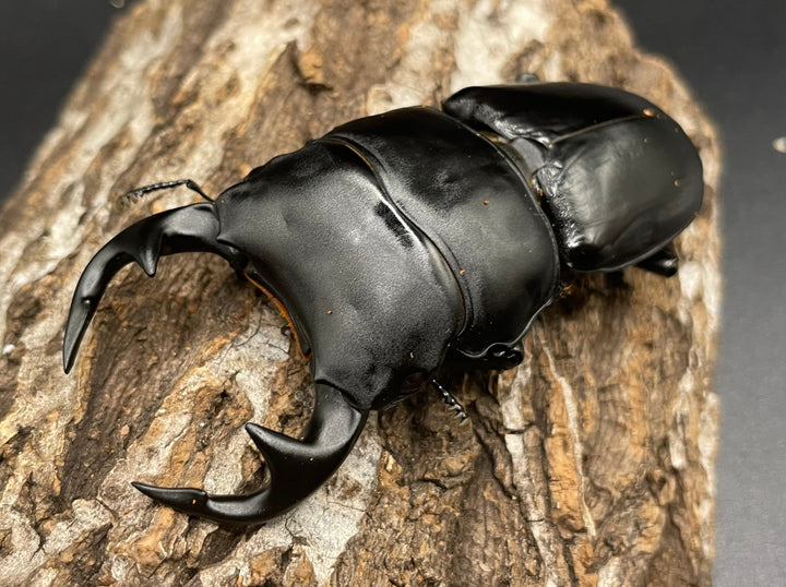 《インドグランディス亜種moriyai Garda95.0血統 83mm ペア》