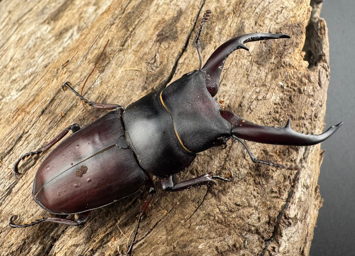 【WF7】《アンドレアスノコギリヒラタ 49.5mm ペア》