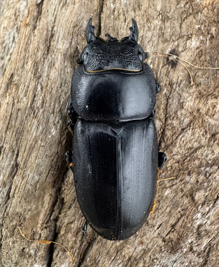 【WD】《ブルーダンヒラタクワガタ 88mm A'品ペア》